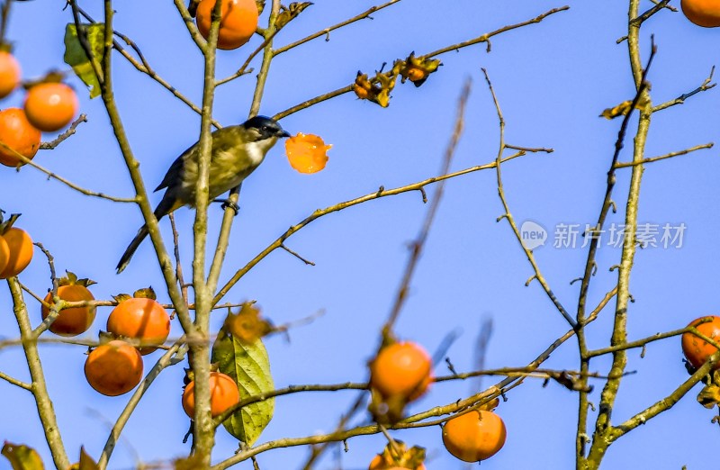 重庆酉阳：“灯笼”上的来客