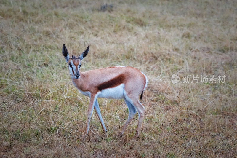 南非，KWANTU GAME RESERVE，safari，瞪羚