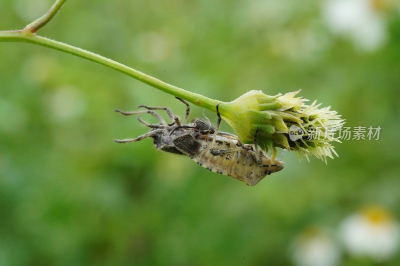 草丛中以花蜜为食的昆虫