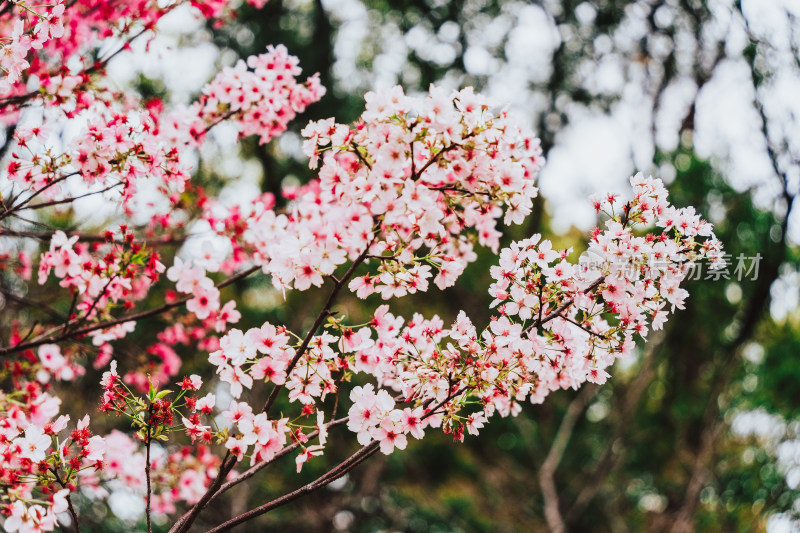 湖南省植物园大山樱花