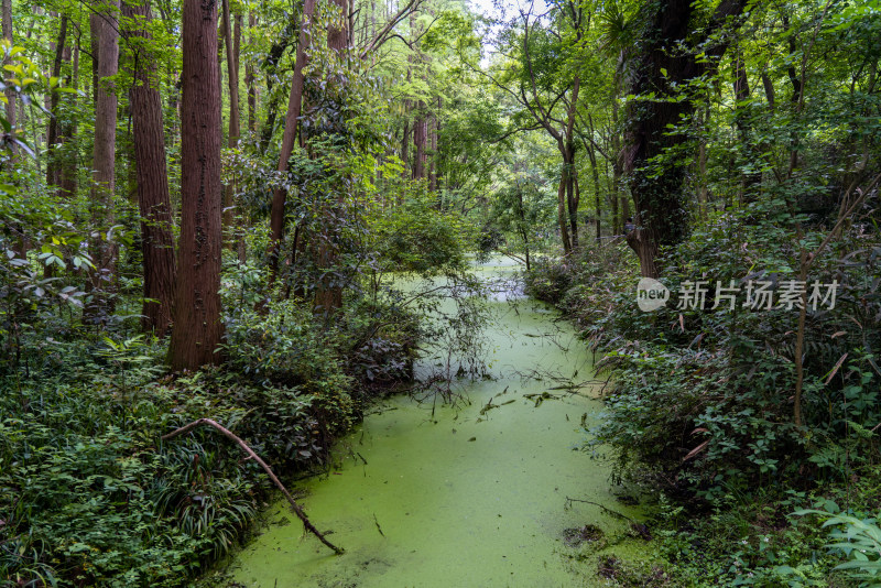 杭州虎跑公园森林绿色浮萍