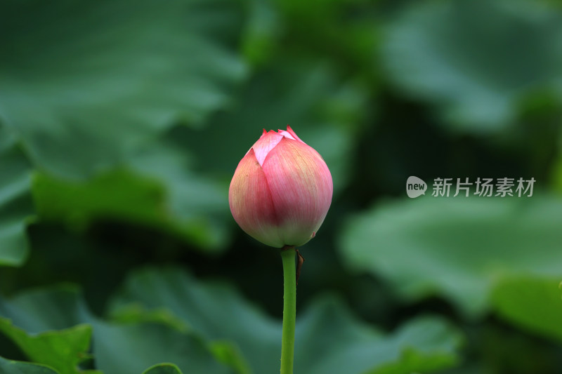 含苞待放的荷花花骨朵