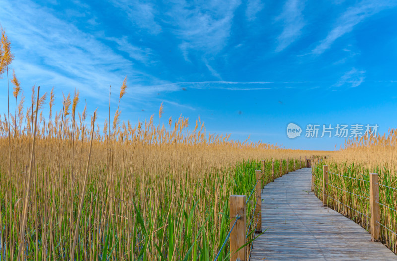 内蒙古额济纳旗居延海景区湖泊芦苇木栈道