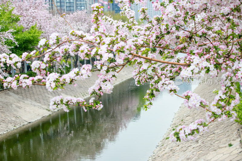 北京元大都春天的海棠花溪