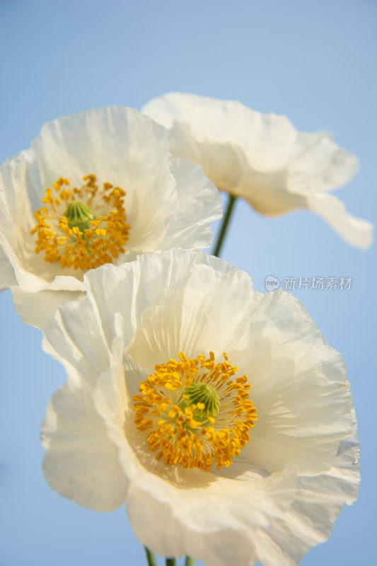 漂亮的花朵虞美人特写