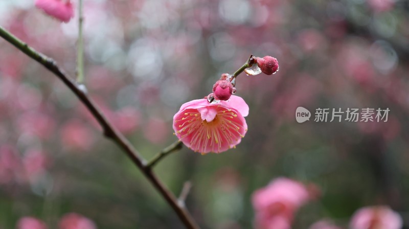 粉色梅花枝头绽放带水珠清新自然