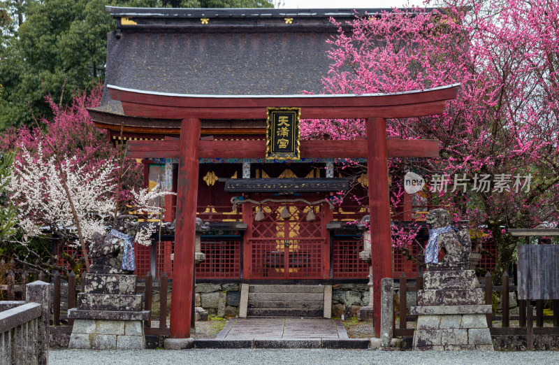 日本神社建筑及盛开樱花的景象