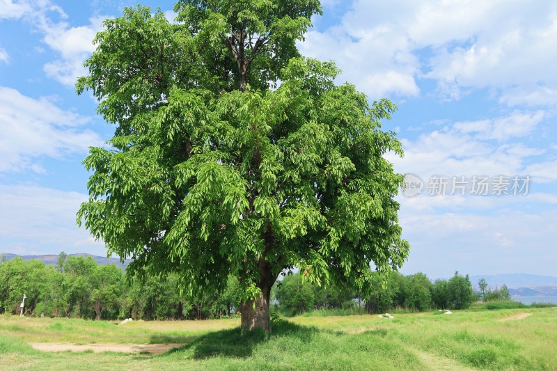 大理洱海边一棵树