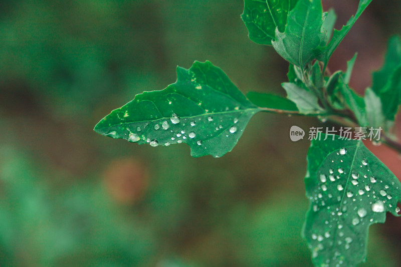 沾满雨水露水的绿叶