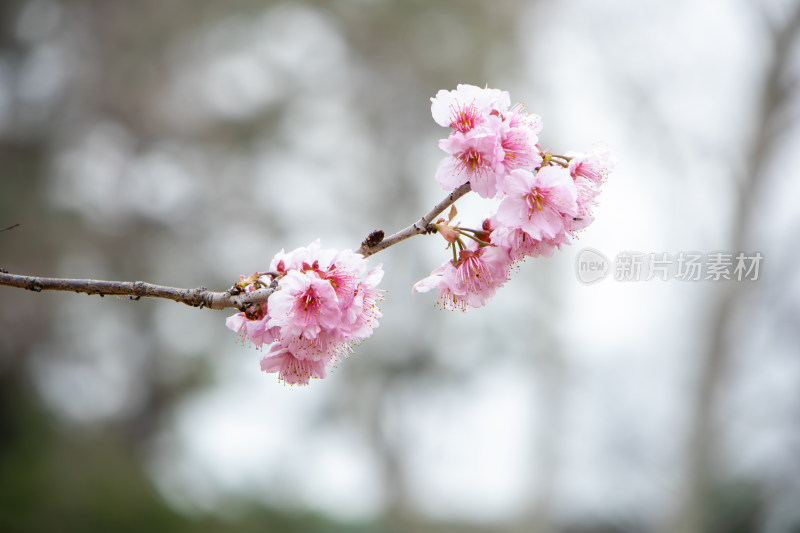 春天枝头绽放的粉红色樱花