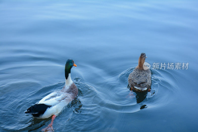 鸭在蓝色的湖面上