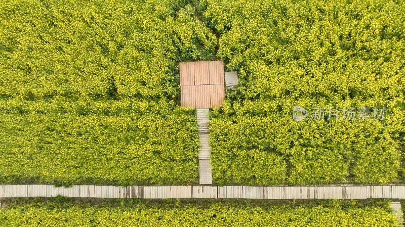 湖北武汉蔡甸消泗油菜花海里的木栈桥