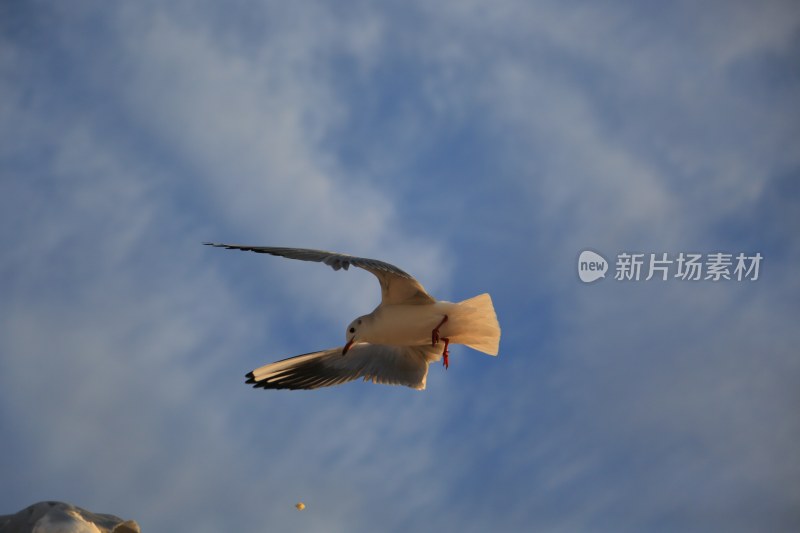 蓝天中飞翔的海鸥