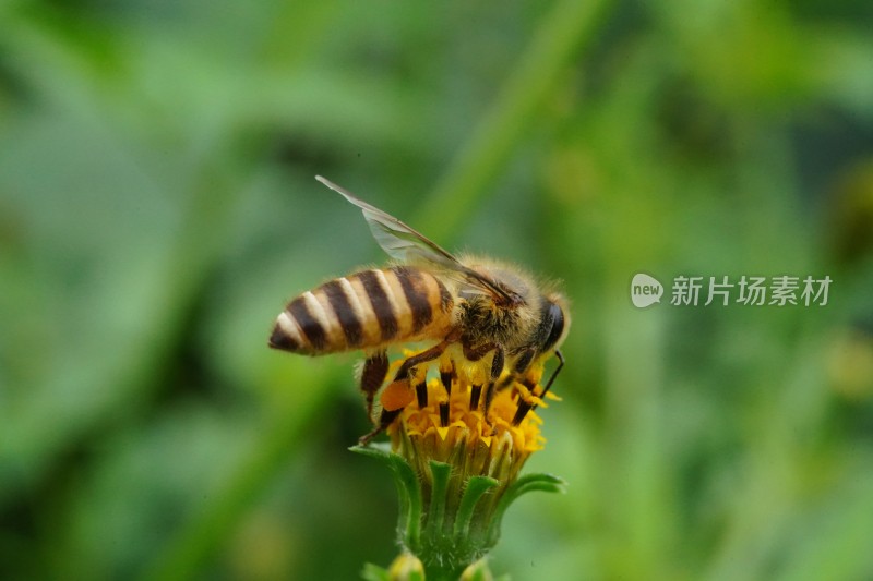 草丛中以花蜜为食的昆虫