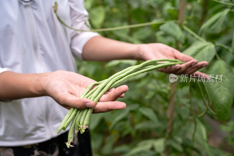 蔬菜大棚里正在采摘豇豆