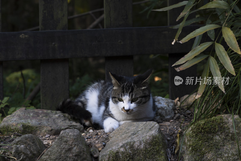 中式庭院草丛中的一只猫