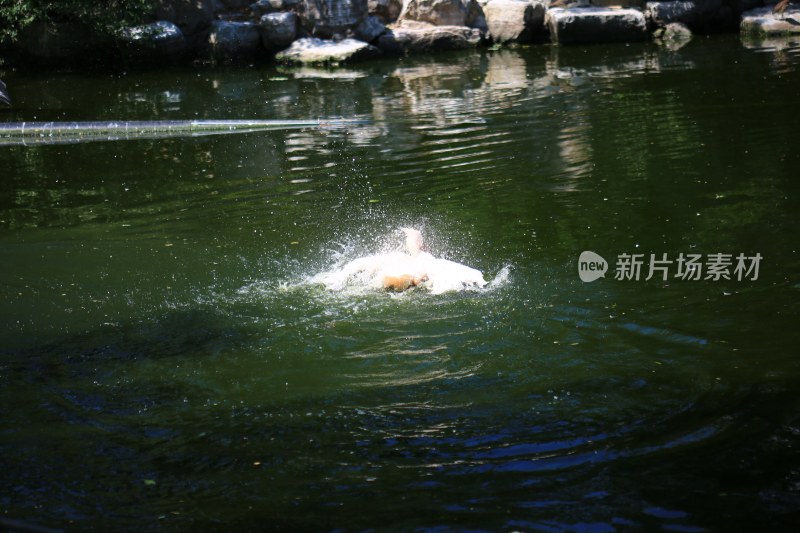 狗狗水中嬉戏溅起水花