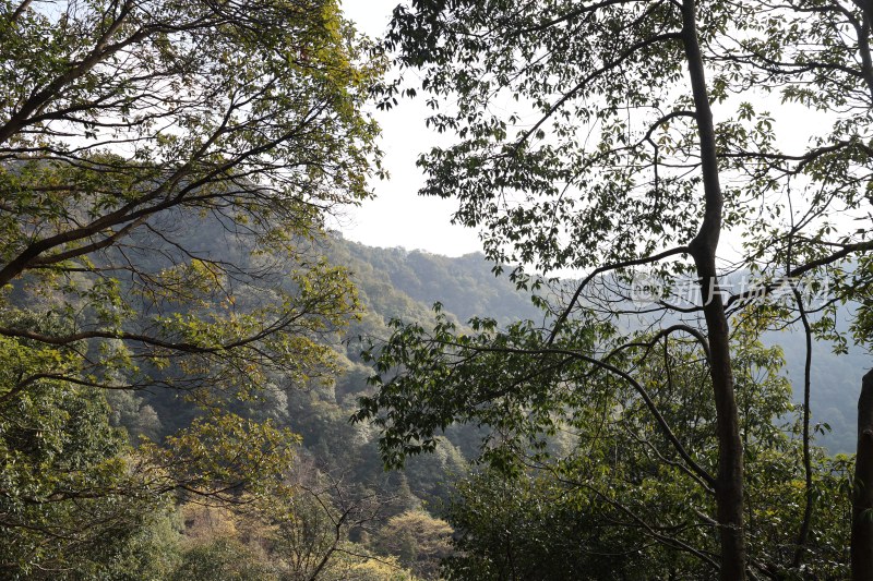 山林间茂密树木景观