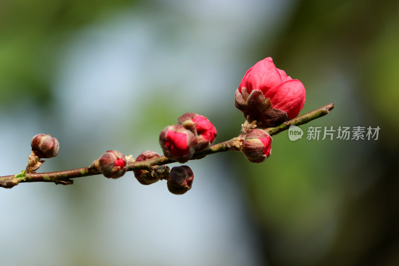 广州白云山盛开的桃花