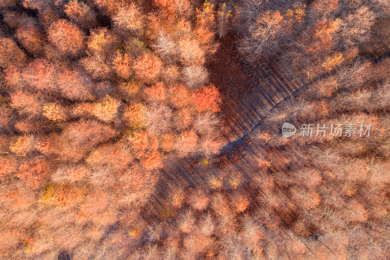 上海崇明岛西沙湿地秋天水杉航拍自然风光