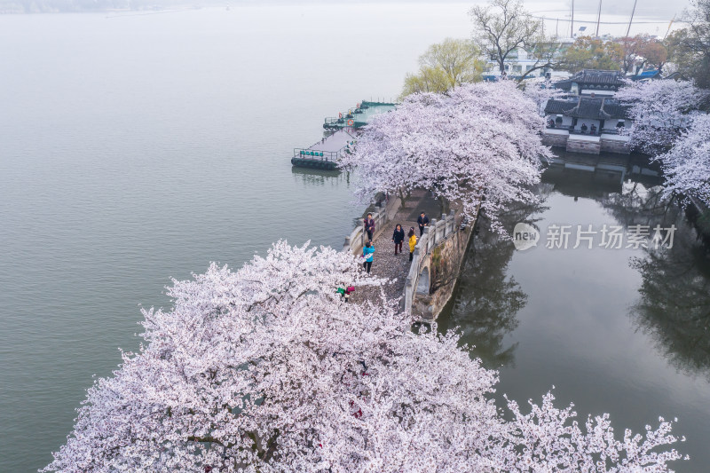 无锡鼋头渚樱花谷