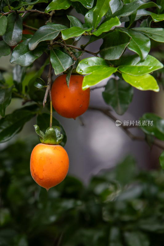 乌柿金弹子盆栽植物特写