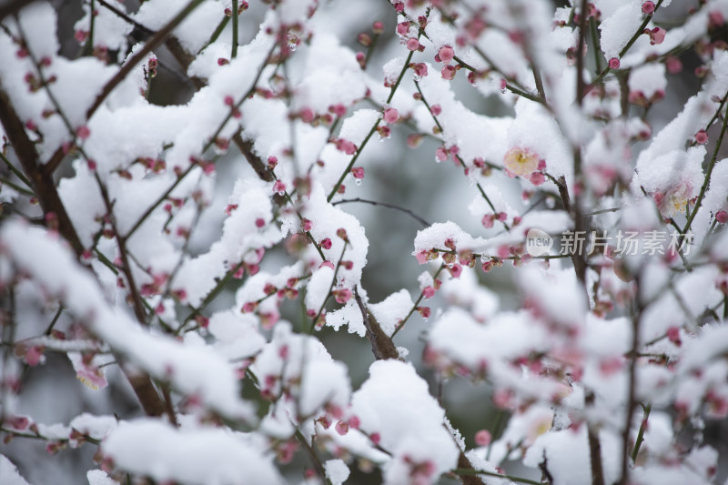 下雪天红梅花盛开