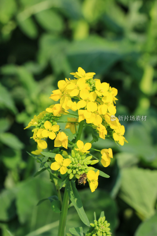 春天金黄的油菜花特写