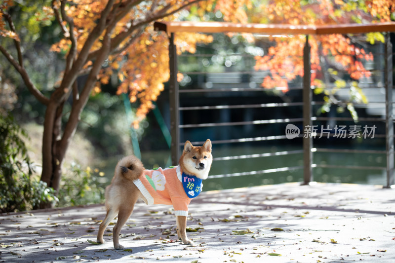 秋天站在红枫树下的柴犬