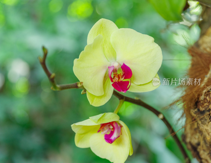 广州麓湖公园麓湖花园黄色蝴蝶兰鲜花植物