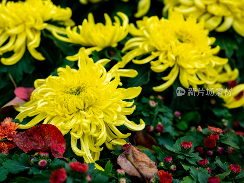 户外秋日菊花特写