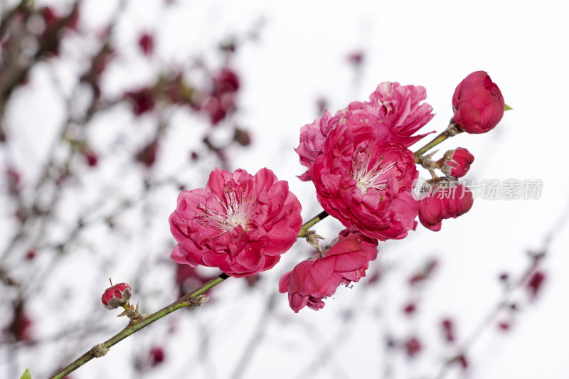 春天绽放的红色碧桃花特写