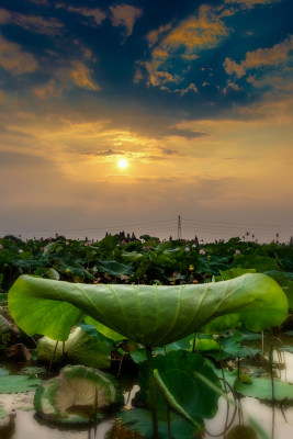 荷叶上的夕阳