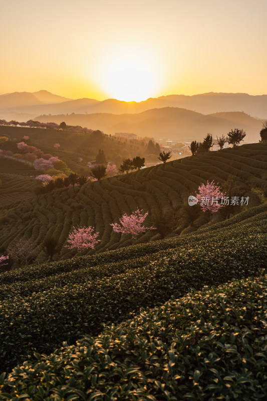 龙岩永福台品樱花茶园