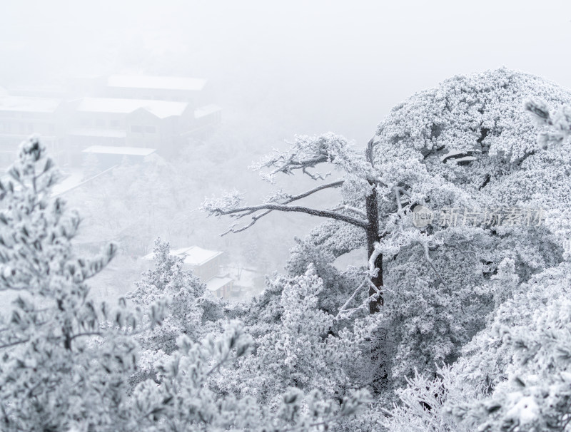 黄山山顶的雾凇景观中被雪覆盖的树木