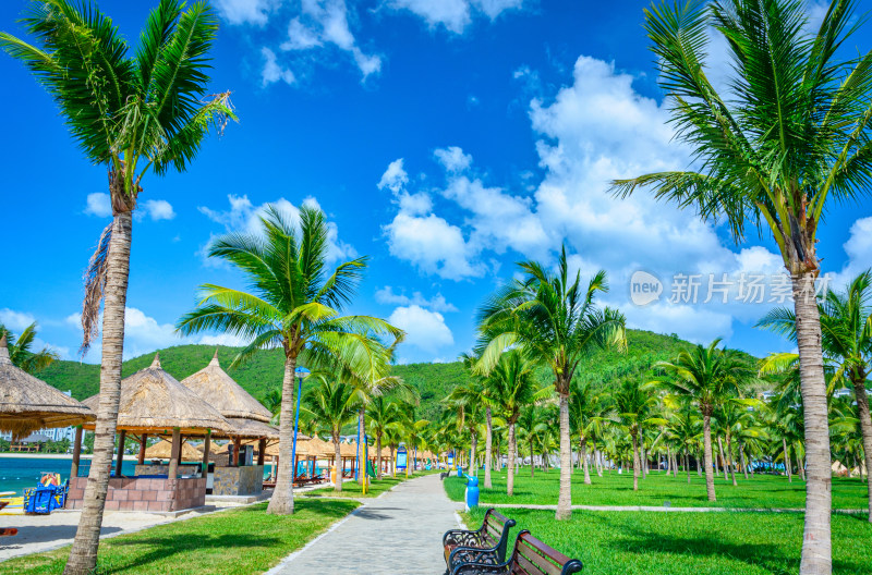 越南芽庄珍珠岛游乐园园林草坪棕榈树