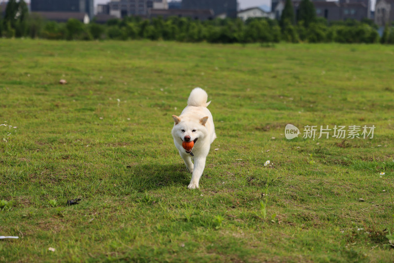 草地上的白色柴犬