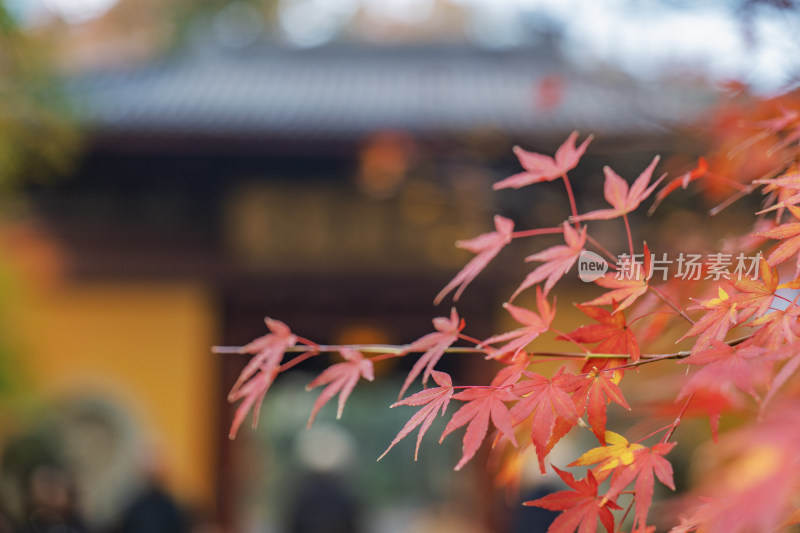 杭州永福寺-红叶秋景