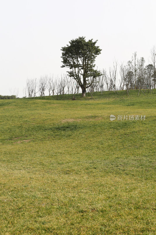 空旷的山坡、草地和树木