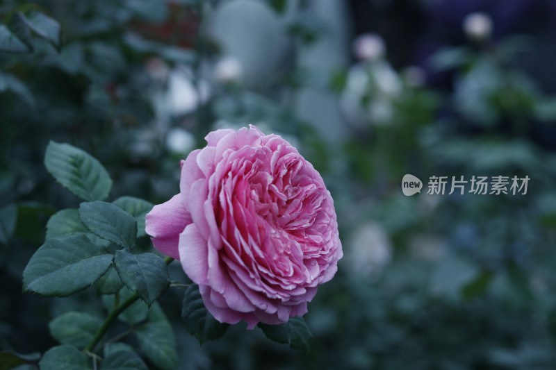 粉红色月季花 红色月季 1881