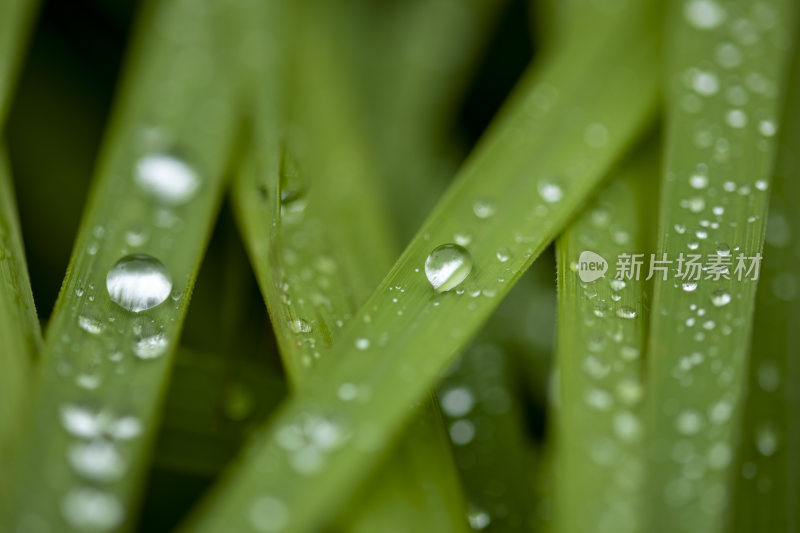 叶子上的露珠水珠雨珠特写