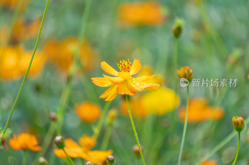 橙色波斯菊花田