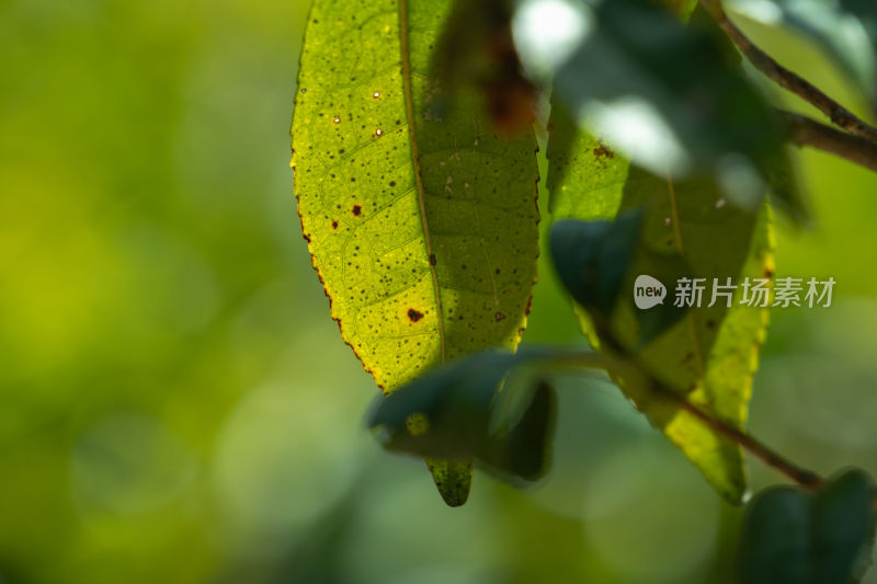 阳光下茶园里嫩绿的茶叶特写