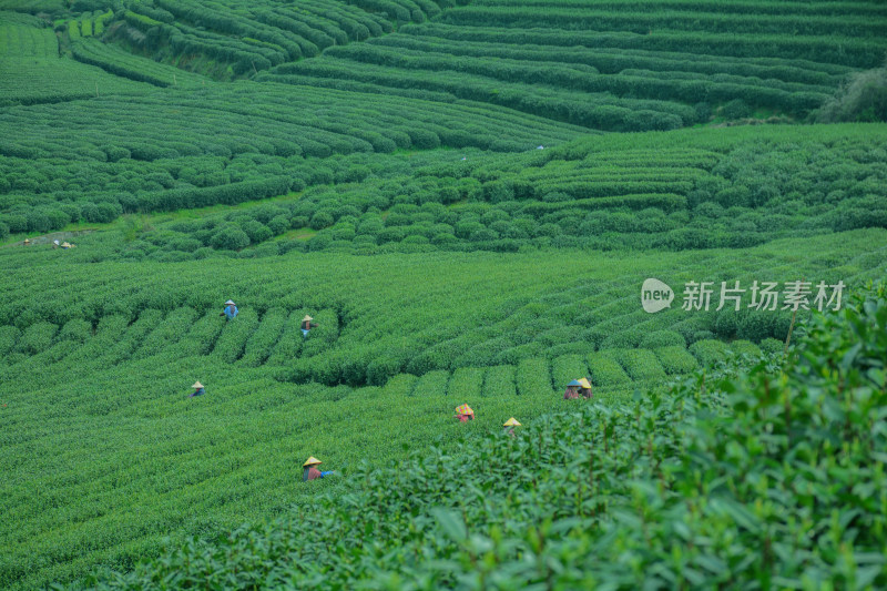 龙井茶园