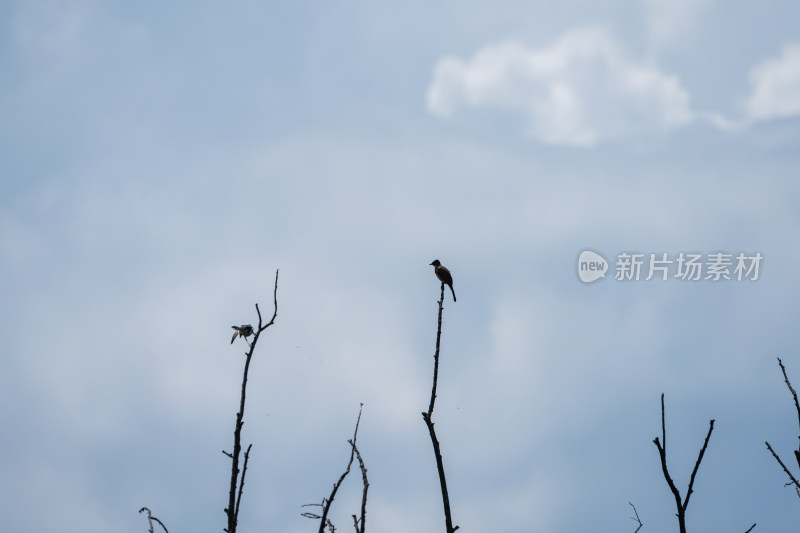 树枝上栖息的黄臀鹎鸟