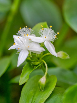 白花紫露草的花朵特写