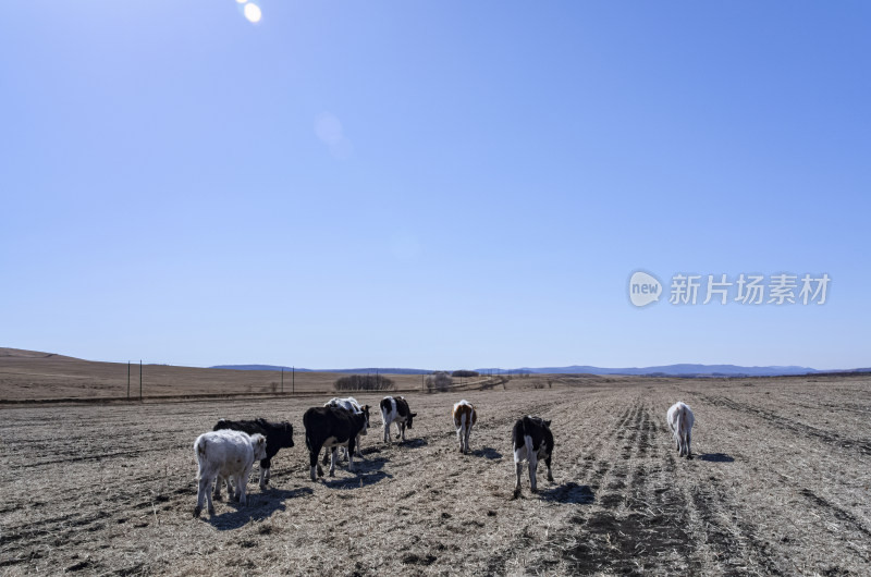 内蒙古呼伦贝尔临江屯草原牧场秋景