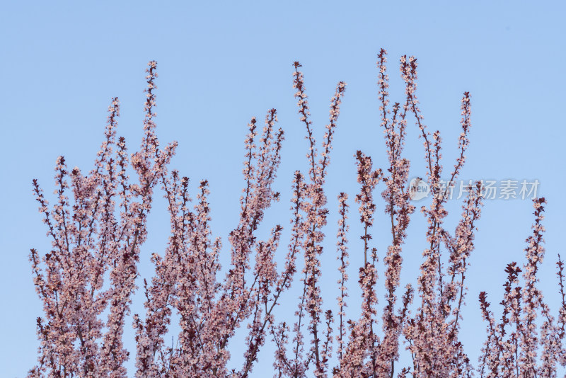 春天盛开的粉色李子花