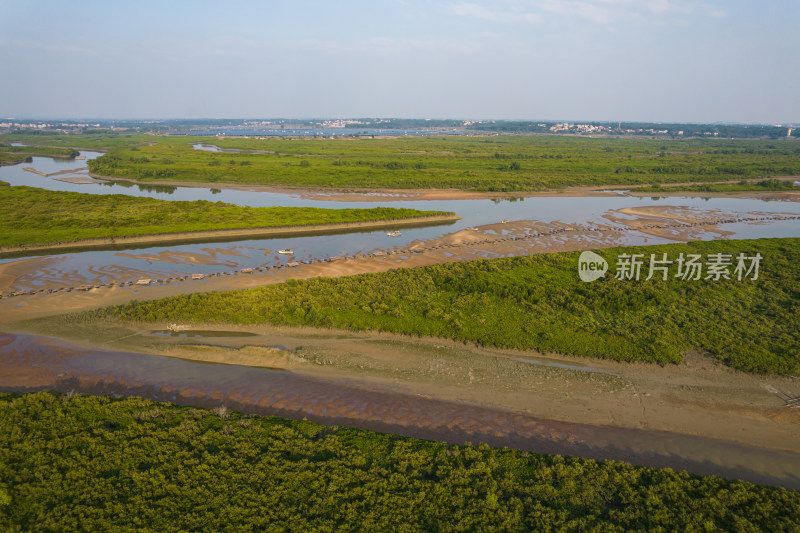 湛江高桥红树林保护区