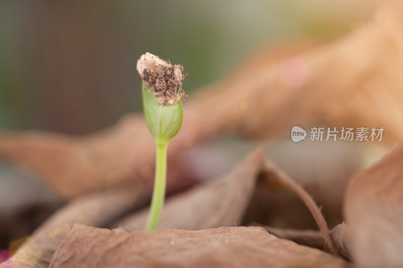 枯黄树叶中长出来春天的嫩芽